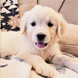 Light Pink - Light golden female Golden Retriever puppy in Coarsegold, California from Sierra Hills Retrievers