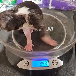 Red White Boy - White and red male Border Collie puppy in Bradley, South Carolina from DiCola Farm
