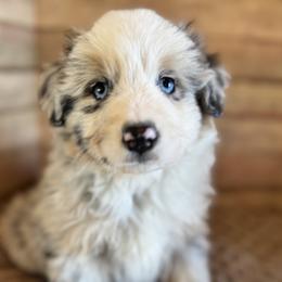 Jazzy - Blue merle female Miniature American Shepherd puppy in Ash Grove, Missouri from 3 Barrels Farms, LLC