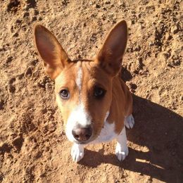 Basenjis and Labrador Retrievers from Sundancer Labs