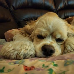 Mazee - Cocker Spaniel