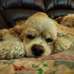 Mazee - Cocker Spaniel