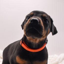 Orange collar male. - Black and rust male Doberman Pinscher puppy in Lafayette, Louisiana from Indah Lux Dobermans
