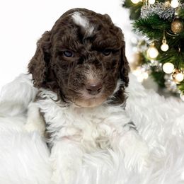 Price adjustment on Rocky - Brown and white male Aussiedoodle puppy in Clarkston, Washington from Doodle & poodle palace