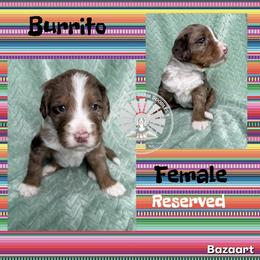 Burrito - Chocolate merle female Bernedoodle puppy in Godwin, North Carolina from Farm Sweet Farm Doodles