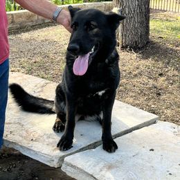 Jazzy - German Shepherd