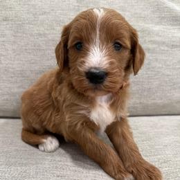 Orange collar - Red  female Goldendoodle puppy in Ridgewood, New Jersey from Jessie’s Doodles