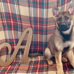 German Shepherd All Grown Up from Angel Oak German Shepherds