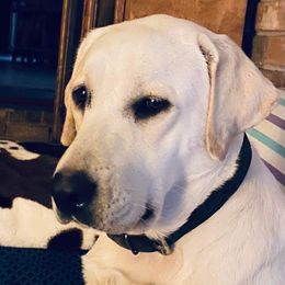 Shiloh - Labrador Retriever