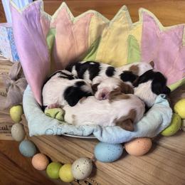 Cavalier King Charles Spaniel puppies from K&K Kennels