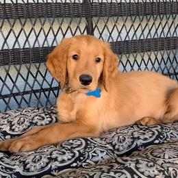 Golden Retriever Puppies from Golden Bunns Retrievers