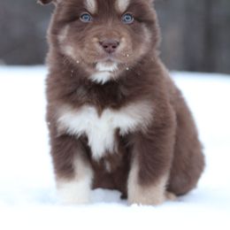 Latte - Red and white female Alaskan Malamute puppy in Independence, Virginia from New River Valley Malamutes