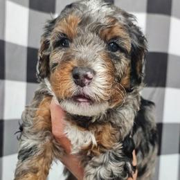 Chewbacca - Blue merle male Bernedoodle puppy in Payson, Utah from All Around Royalty & Royal Whisper Companions