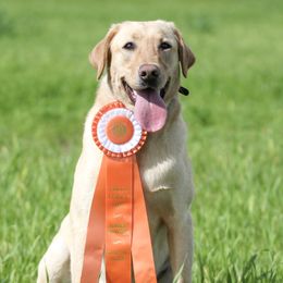 Willow - Labrador Retriever
