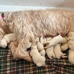 Spinone Italiano puppies from Seven Pines Spinone