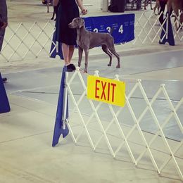Weimaraner Puppies from Always Faithful Weimaraners