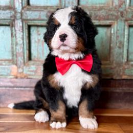 Red collar - Black rust and white male Bernese Mountain Dog puppy in Altura, Minnesota from Bluffside Berners