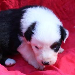 Muncho - Black tri-color female Australian Shepherd puppy in Laurel, Mississippi from Reeves Australian Shepherds