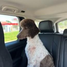 Poodles from Little River Poodles