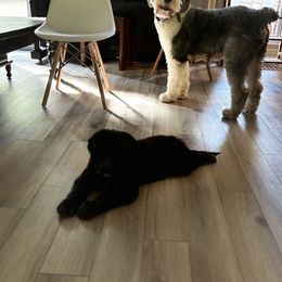 Old English Sheepdog, Poodle, and Sheepadoodle Puppies from Love Tallulah Sheepadoodles LLC