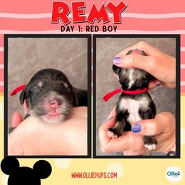 Red - male Golden Mountain Doodle puppy in Boiling Springs, South Carolina from OlliePups, LLC