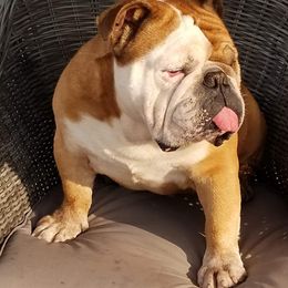 Bulldog All Grown Up from Blazer Bulldog