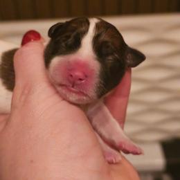 Girl 3 - White and tan female Russell Terrier puppy in Harvel, Illinois from Ruff and Tumble Russell Terriers