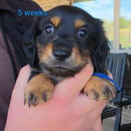 Toby - Black and tan male Dachshund puppy in Kempner, Texas from Russell Farms Dachshund