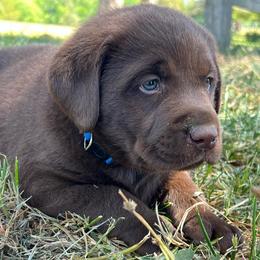 Chocolate Male Blue collar - Chocolate male Labrador Retriever puppy in Beaverdam, Virginia from Gold Heart Labradors