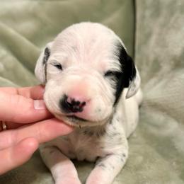 Yeti - White and black male Dalmatian puppy in Travelers Rest, South Carolina from Cotton Top