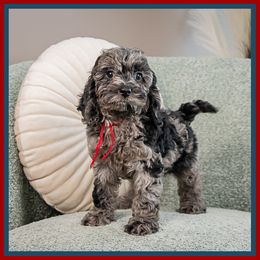 Walker - Merle male Cockapoo puppy in Connersville, Indiana from Deaz Doodle Ranch