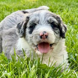 Thor - Blue merle male Aussiedoodle puppy in Bedford, Virginia from Brandt Farms Aussiedoodles