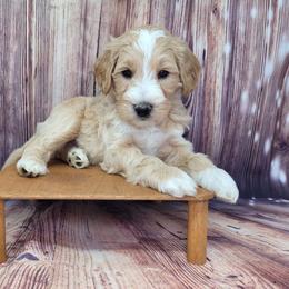 Pepper - Apricot male Goldendoodle puppy in Grabill, Indiana from Rose's Doodles