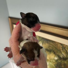 Tara - White and sable female Papillon puppy in Central Florida, Florida from Sunshine Papillons