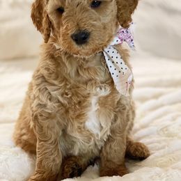 Goldendoodle Puppies from NettyDoodles