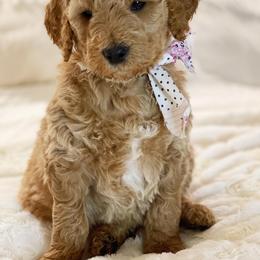 Goldendoodle Puppies from NettyDoodles