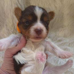 Orange collar - Parti male Yorkshire Terrier puppy in Mcconnellsburg, Pennsylvania from Buffy's Little Blessings
