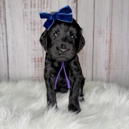 Mocha - Black female Goldendoodle puppy in Miami, Florida from Jade’s Paws & Co. Of Miami LLC