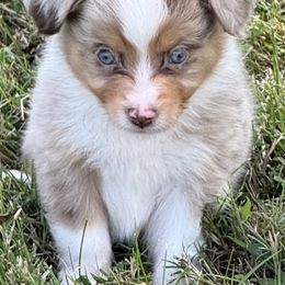 River - Red merle male Toy Australian Shepherd puppy in Arrington, Tennessee from Tumblin T Aussies and Aussiedoodles