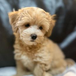 Poppy - Apricot female Maltipoo puppy in Lancaster, South Carolina from 3 Bs Havanese-PUPPIES with  PURPOSE