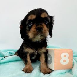 AKC Champion-Sired Alfred - Black and tan male Cavalier King Charles Spaniel puppy in Louisville, Kentucky from Ali-Mae Cavaliers