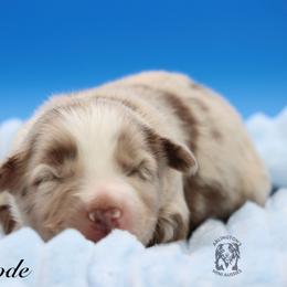 Bode - Red merle male Miniature Australian Shepherd puppy in Weeki Wachee, Florida from Arlington's Mini Aussies