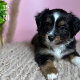 Toy Australian Shepherd All Grown Up from Double T Aussies