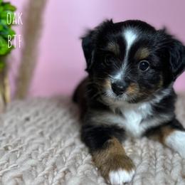 Toy Australian Shepherd All Grown Up from Double T Aussies