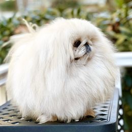 Tonic - Pekingese