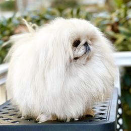 Tonic - Pekingese