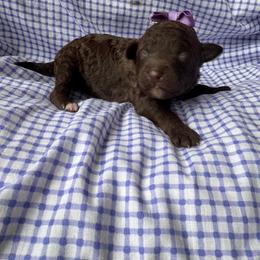 Sina - Chocolate female Goldendoodle puppy in Camden, North Carolina from Oopsie Doodles of NC