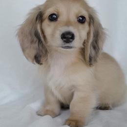 Dachshund Puppies from Dreamheart Dachshunds