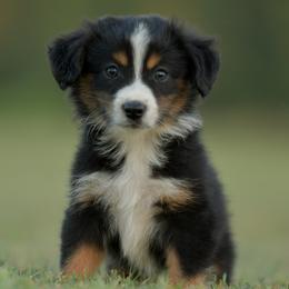 Scorpion - Black tri male Miniature Australian Shepherd puppy in Hartman, Arkansas from Southern Edition Aussies