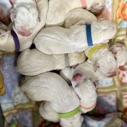 White - Yellow female Labrador Retriever puppy in Mount Airy, Maryland from Fruity Labradors